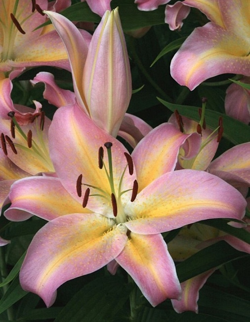 Лилия Фокус Покус 